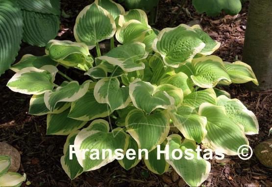 Hosta Shade Fanfare